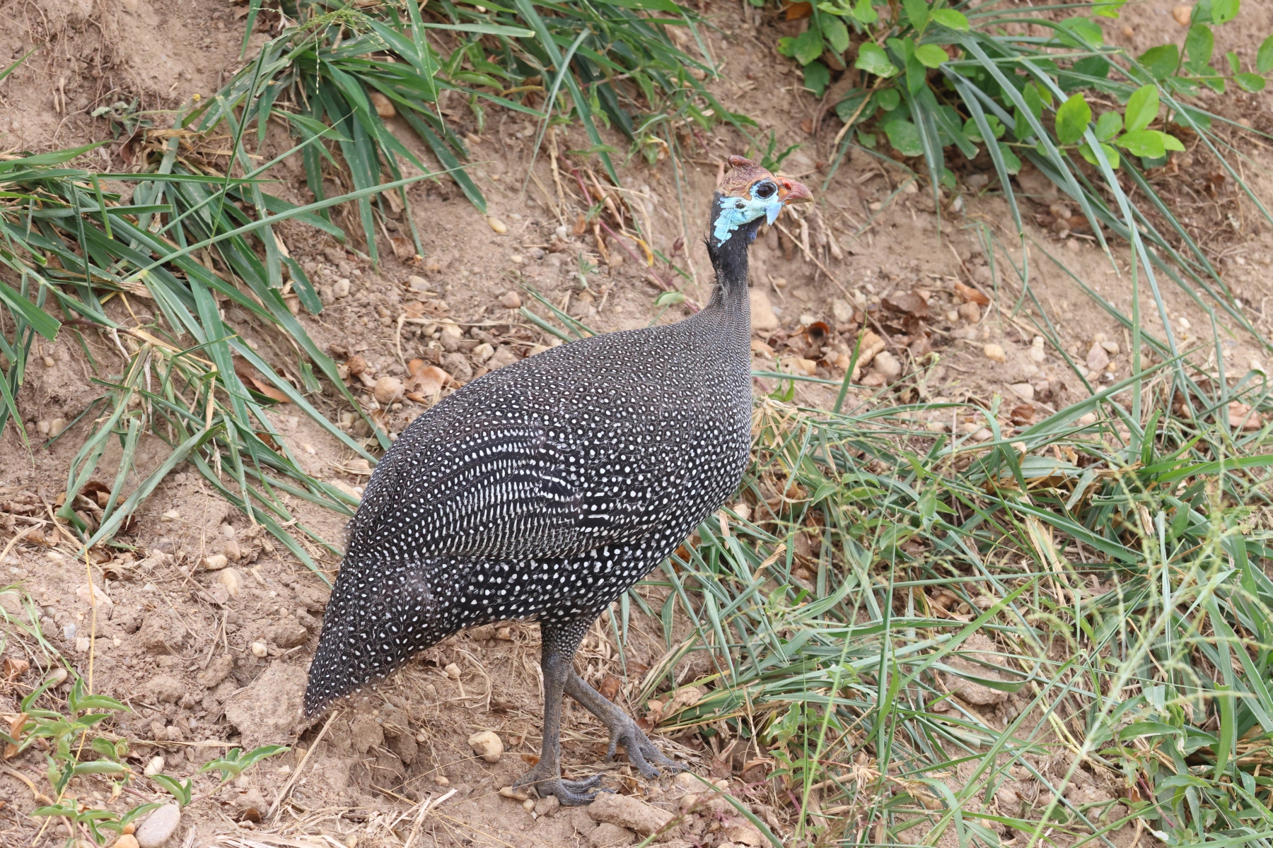 Uganda - Queen Elizabeth National Park - Helmeted guineafowl (Numida meleagris)