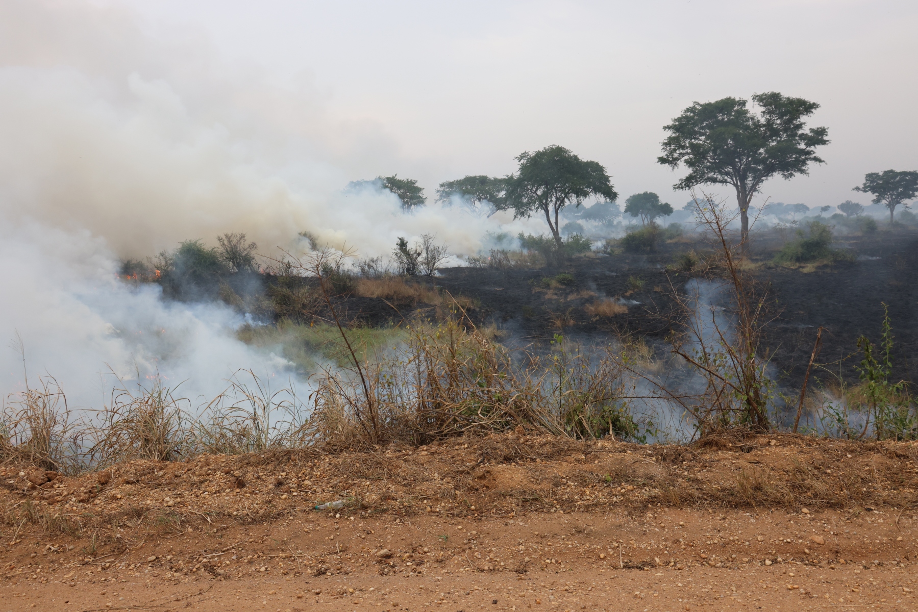 Uganda - Queen Elizabeth National Park - Burning old grass to allowing growing a fresh one