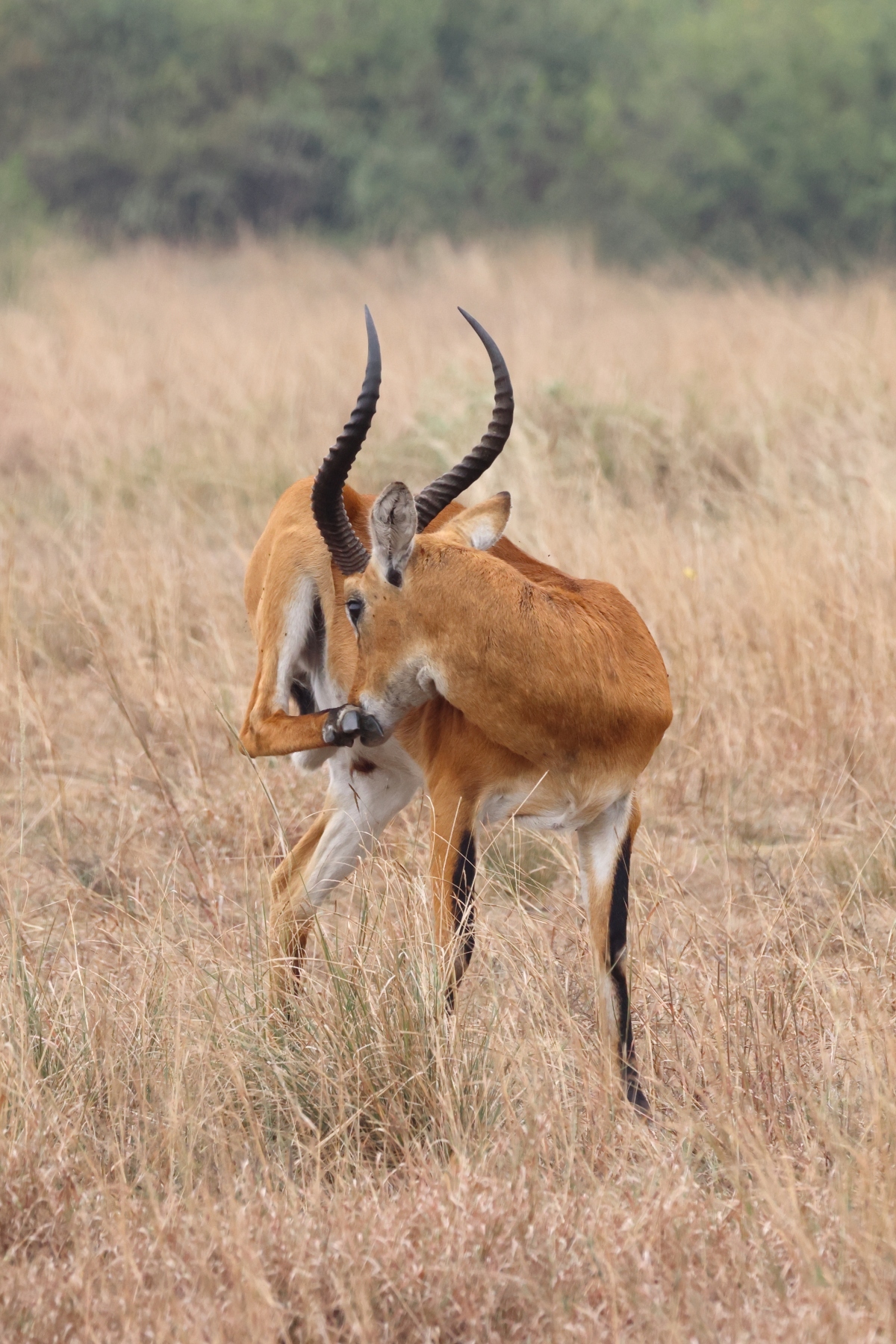 Uganda - Queen Elizabeth National Park - Ugandan kob (Kobus kob thomasi)
