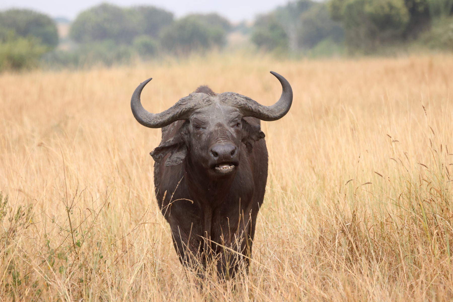 Uganda - Queen Elizabeth National Park - African buffalo (Syncerus caffer)