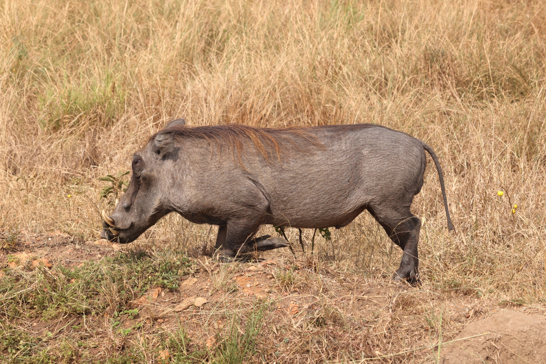 Uganda - Queen Elizabeth National Park - Warthog (Phacochoerus africanus)