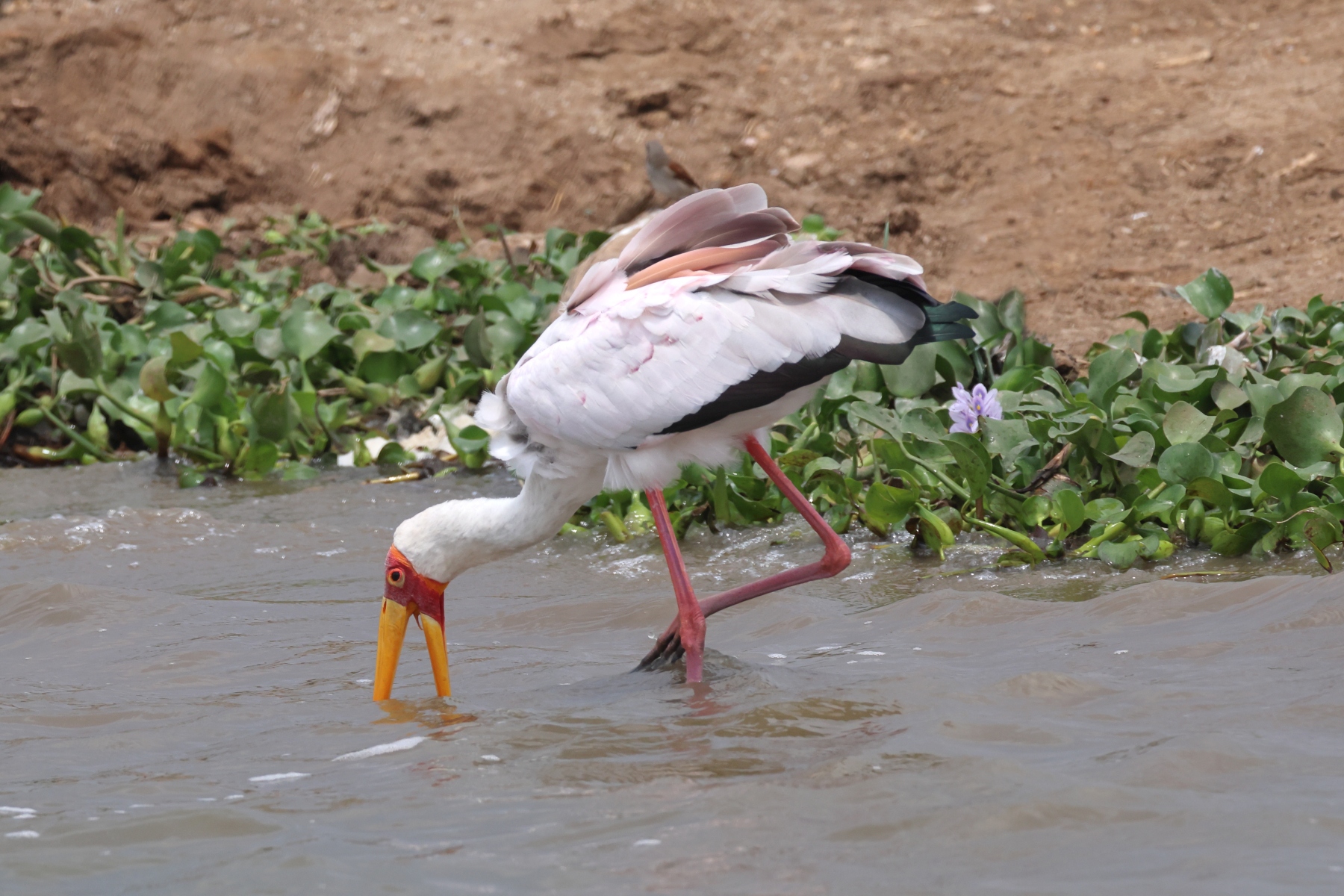 Uganda - Queen Elizabeth National Park - Yellow-billed stork (Mycteria ibis)