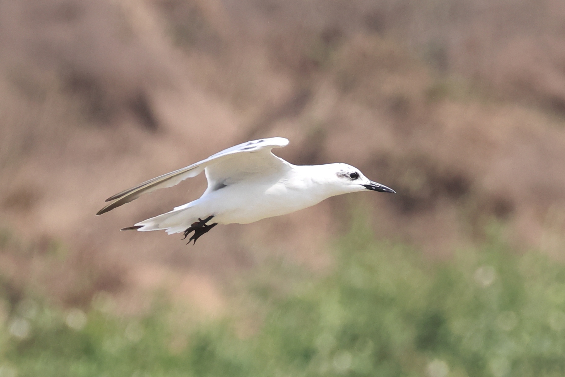 Uganda - Queen Elizabeth National Park - Gull-billed tern (Gelochelidon nilotica)