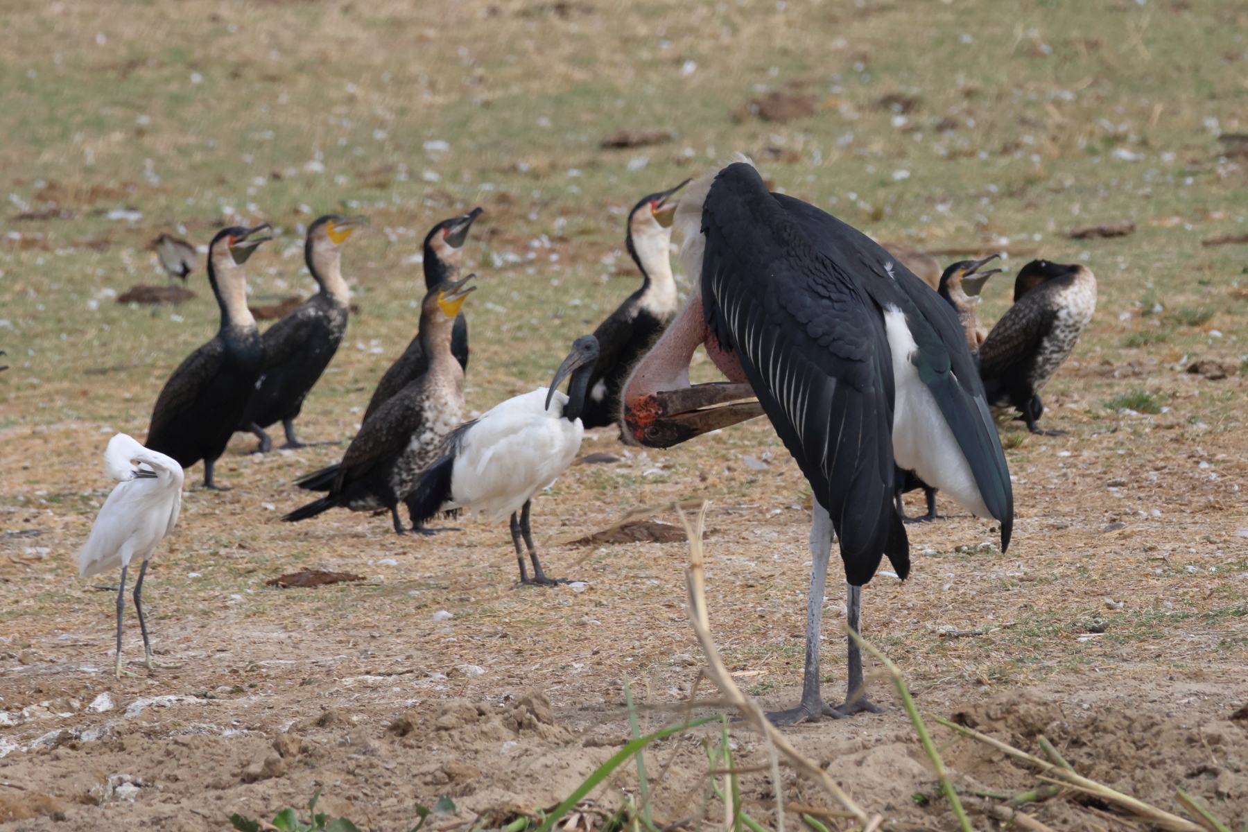Uganda - Queen Elizabeth National Park - Birds
