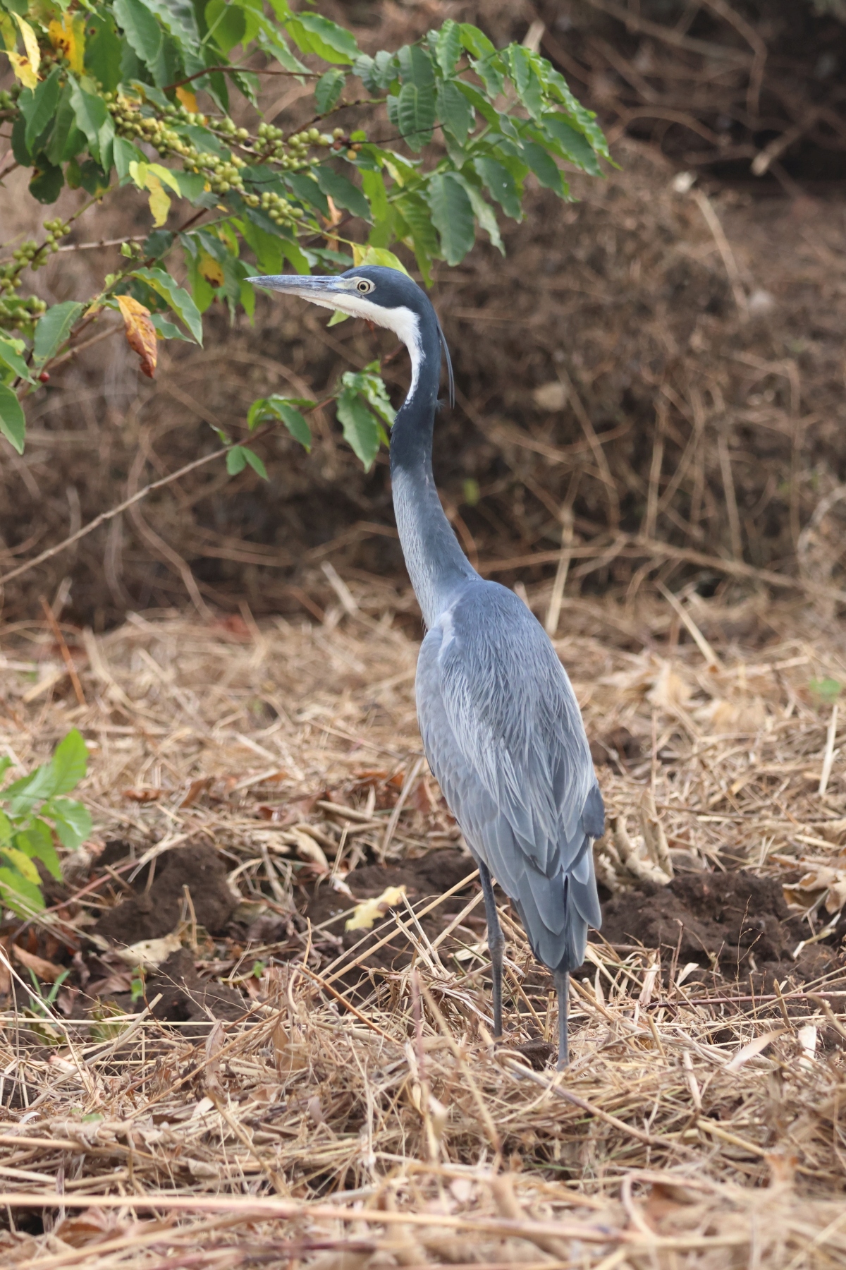 Uganda - Queen Elizabeth National Park - Black-headed heron (Ardea melanocephala)