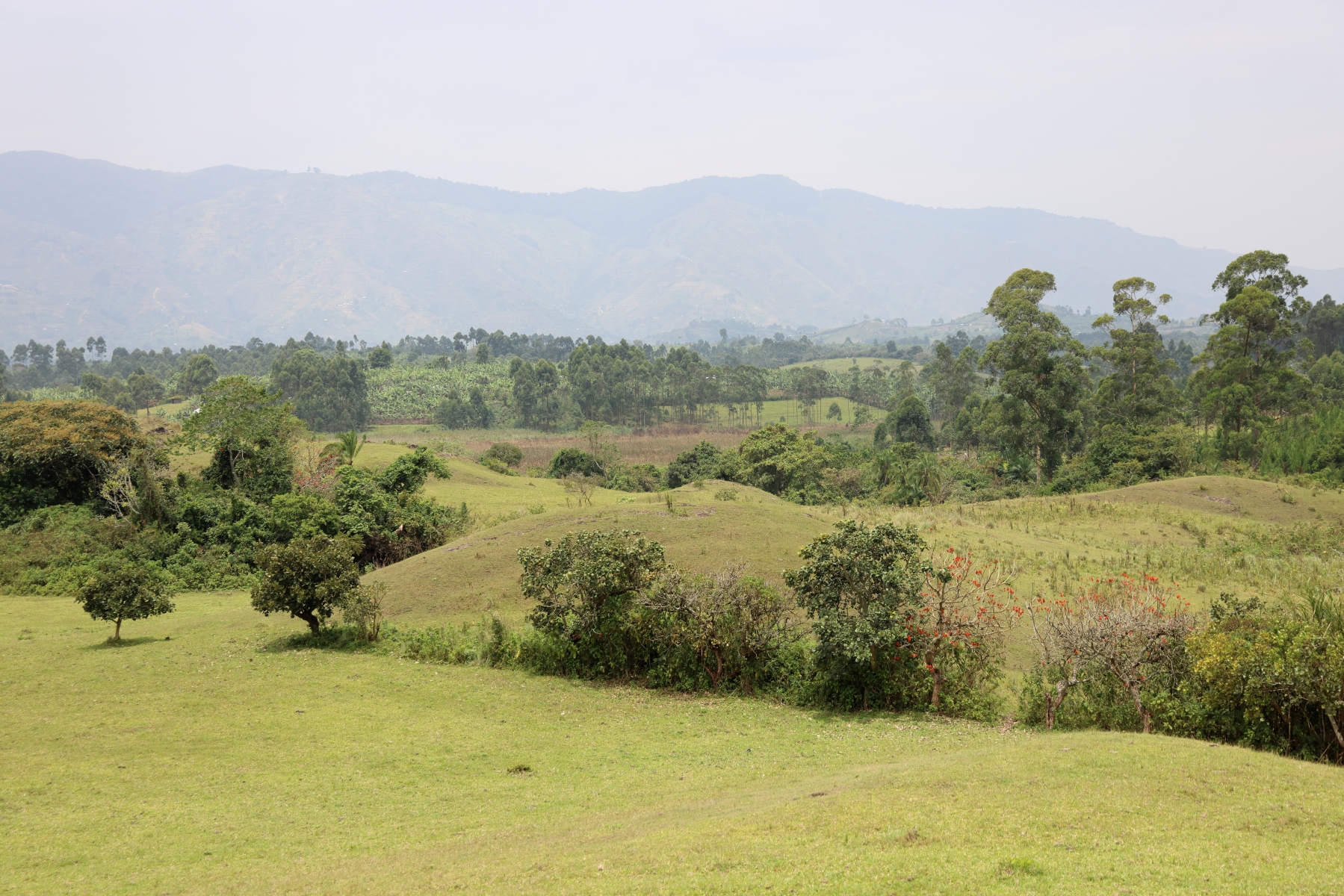 Uganda - Near Amabere caves
