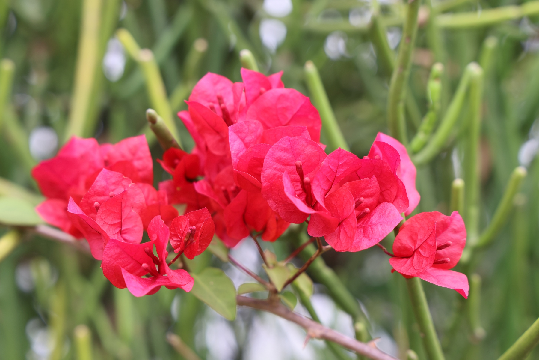 Uganda - Near Amabere caves - Bougainvillea