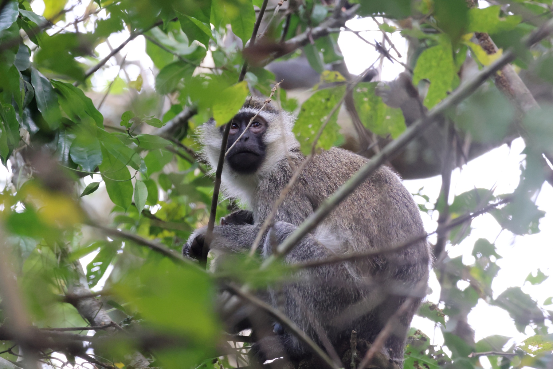 Uganda - Kibale National Park - Vervet monkey (Chlorocebus pygerythrus)