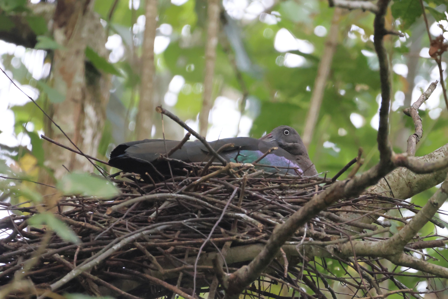 Uganda - Kibale National Park - Hadada ibis (Bostrychia hagedash)