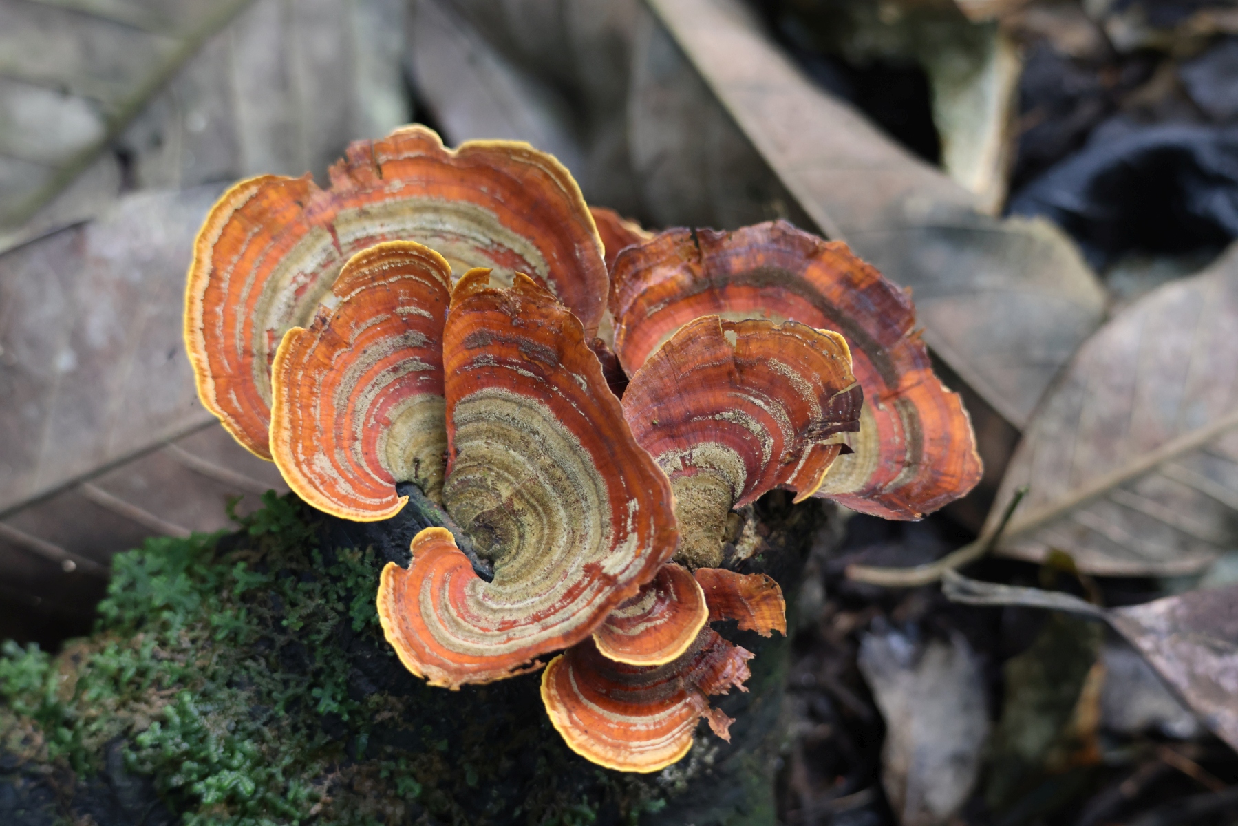 Uganda - Kibale National Park - Microporus