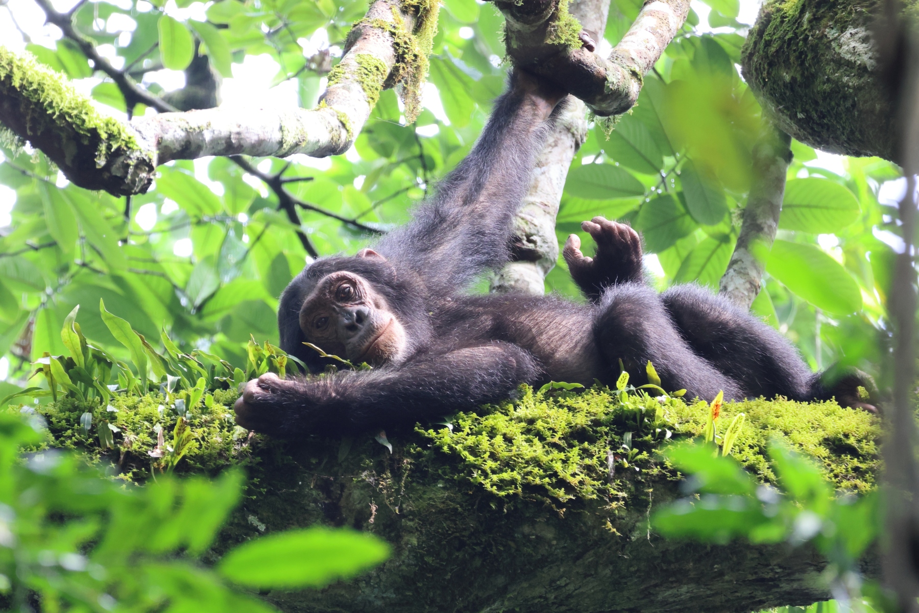 Uganda - Kibale National Park - Eastern chimpanzee (Pan troglodytes schweinfurthii)