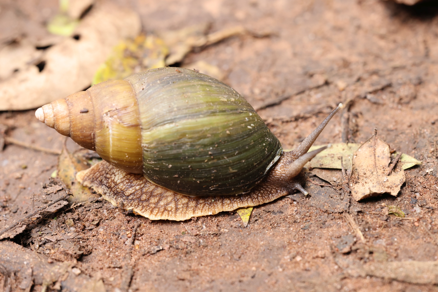 Uganda - Kibale National Park - Jungle snail