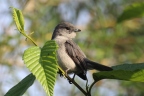 Rwanda - Volcanoes national park - Ashy flycatcher (Fraseria caerulescens)