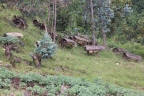 Rwanda - Volcanoes national park - Beehives