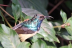 Rwanda - Ruhengeri - Yellow-bellied sunbird (Cinnyris venustus)