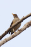 Uganda - Bunyonyi lake - African thrush (Turdus pelios)