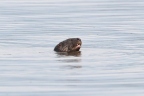 Uganda - Bunyonyi lake - Otter