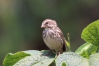 Uganda - Bunyonyi lake - Streaky seedeater (Crithagra striolata)