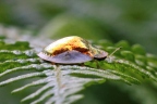 Uganda - Bwindi Impenetrable Forest - Tortoise beetle
