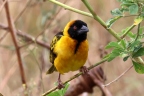 Uganda - Queen Elizabeth National Park - Village weaver (Ploceus cucullatus)