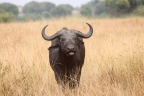 Uganda - Queen Elizabeth National Park - African buffalo (Syncerus caffer)