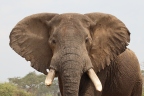Uganda - Queen Elizabeth National Park - Elephant