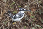 Uganda - Queen Elizabeth National Park - Pied kingfisher (Ceryle rudis)