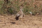 Uganda - Queen Elizabeth National Park - Spotted thick-knee (Burhinus capensis)