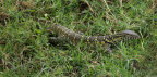 Uganda - Queen Elizabeth National Park - Nile monitor (Varanus niloticus)