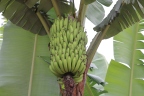 Uganda - Near Hima - Banana plant