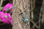 Uganda - Black-necked agama (Acanthocercus atricollis)