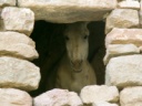 Near Manakhah - Donkey