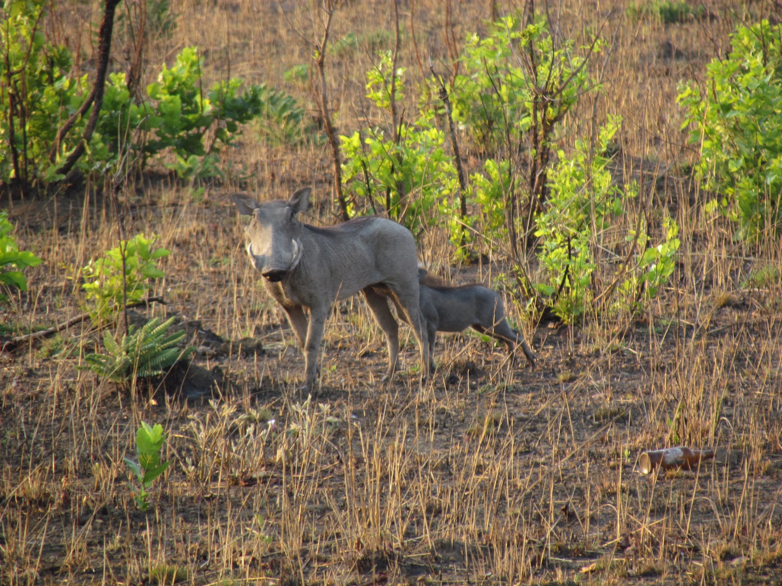 Kafue national park - Warthogs (Phacochoerus africanus)