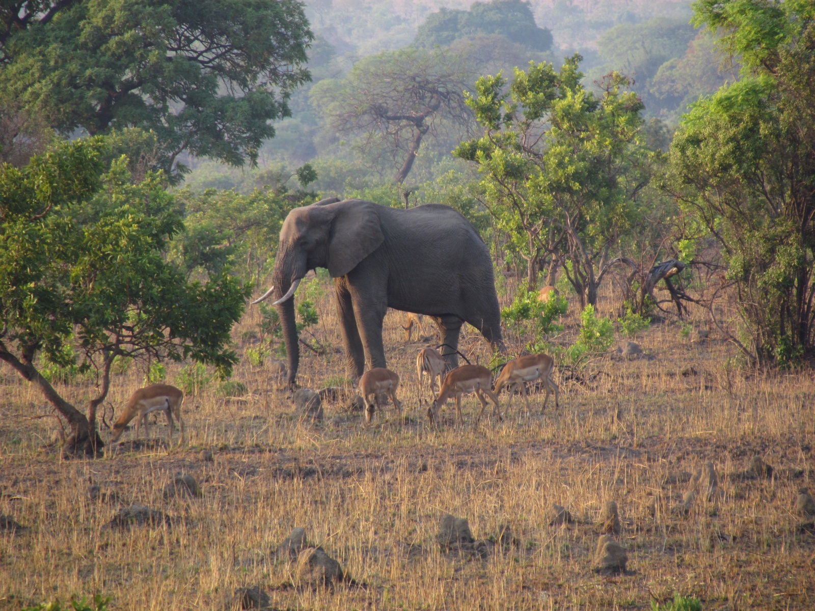 Kafue national park - African bush elephant (Loxodonta africana)