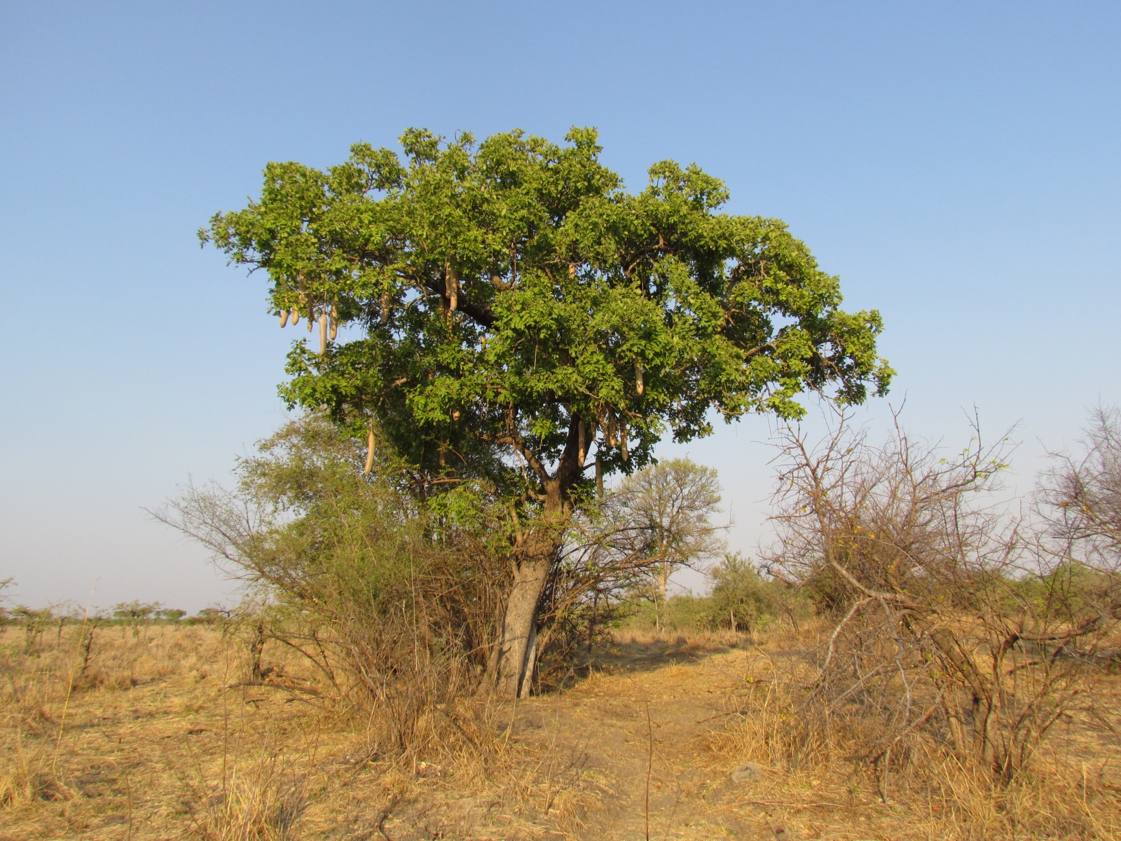 Kafue national park - Sausage tree (Kigelia africana)