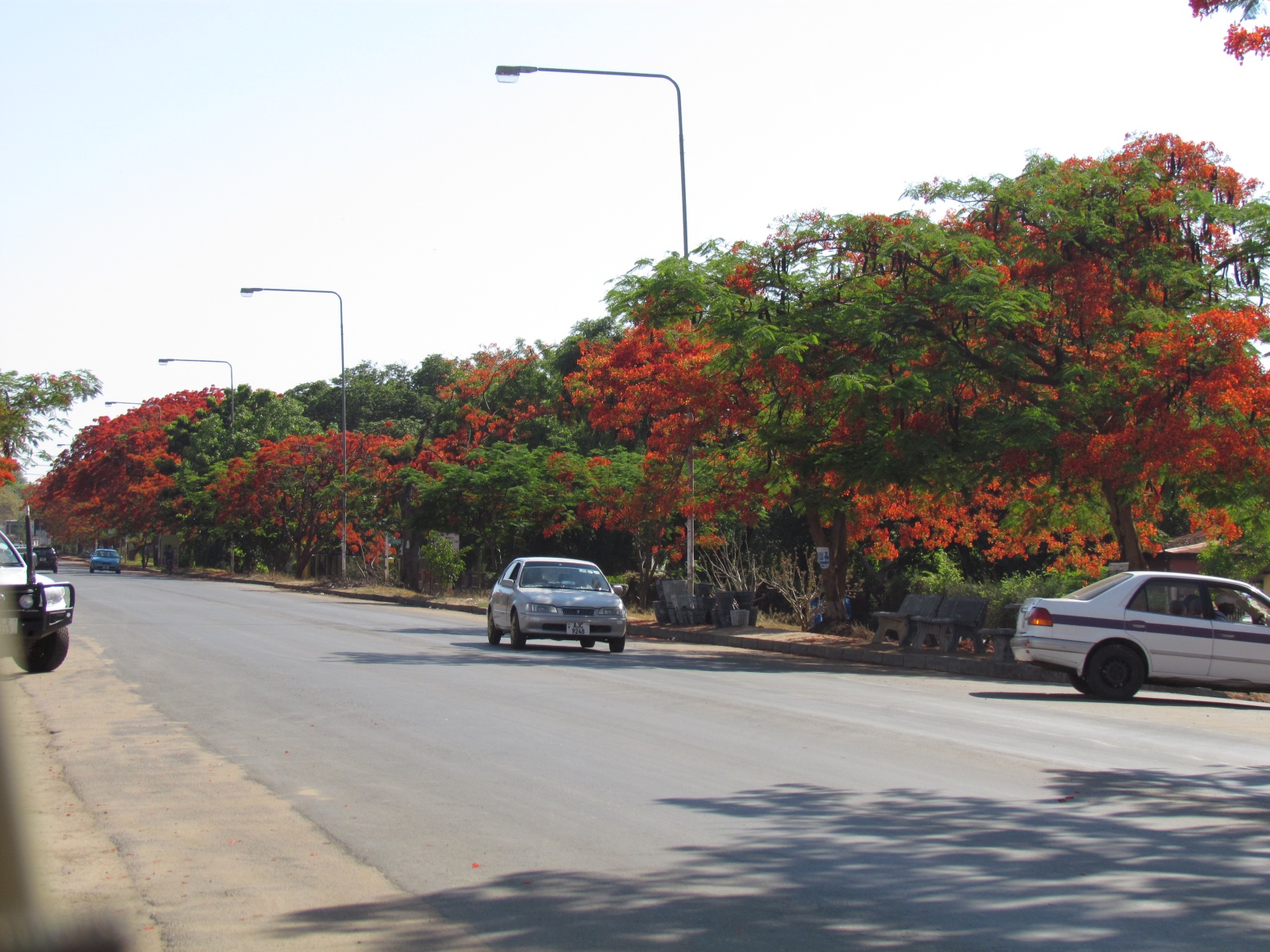 Livingstone - Royal poinciana, flame trees (Delonix regia)