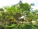Lusaka - Wayside lodge - Acacia tree