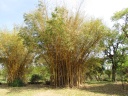 Lusaka - Wayside lodge - Bamboo
