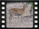 Kafue national park - Puku (Kobus vardonii)