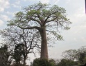 Kafue national park - Baobab