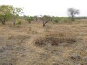 Kafue national park - Termite mounds