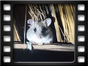Kafue national park - Bush mouse