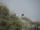 Kafue national park - Marabou stork (Leptoptilos crumenifer)