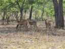 Kafue national park - Puku (Kobus vardonii)