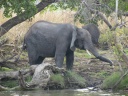 Kafue national park - African bush elephant (Loxodonta africana)