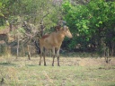 Kafue national park - Hartebeest (Alcelaphus buselaphus)