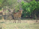 Kafue national park - Hartebeest (Alcelaphus buselaphus)