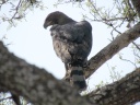 Kafue national park - Ayres's hawk-eagle (Hieraaetus ayresii)