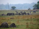Kafue national park - Hippo Bay camp - Zebras
