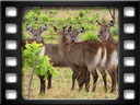 Kafue national park - Hippo Bay camp - Waterbuck (Kobus ellipsiprymnus)